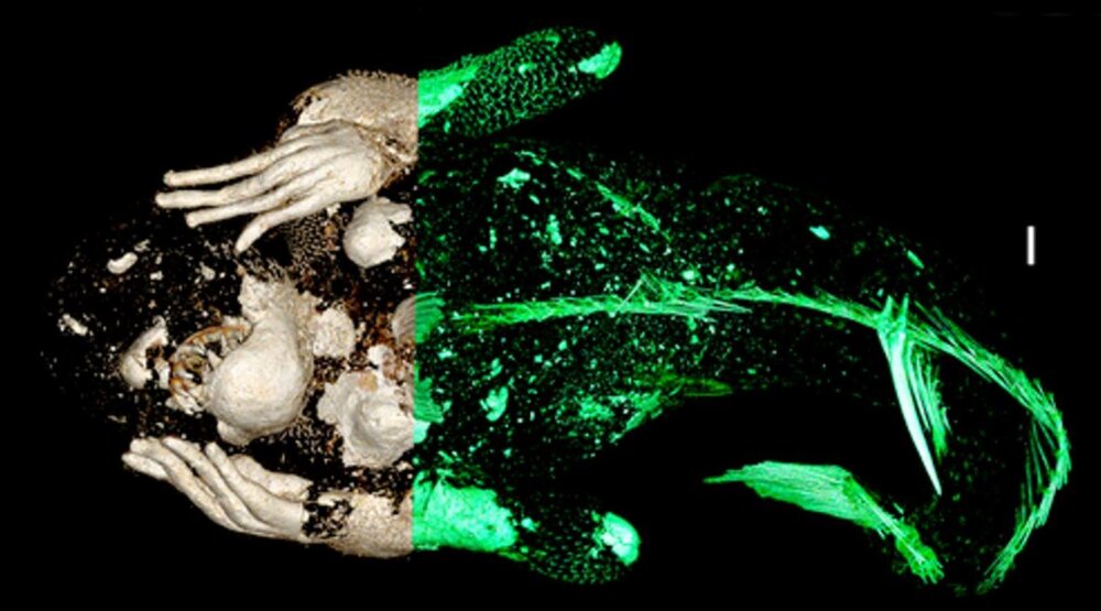 راز شگفتانگیز پری دریایی مومیایی شده در ژاپن!