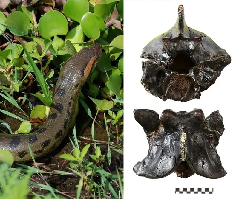 این آناکوندا ۱۲ میلیون سال هیچ تغییری نکرده است!