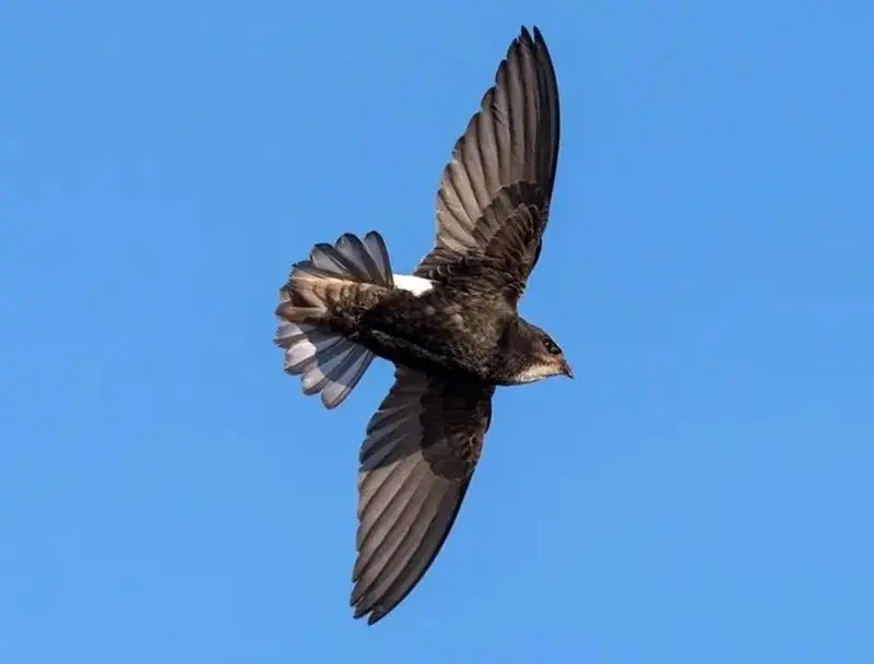 پرندهای که ۱۰ ماه بدون توقف پرواز میکند!