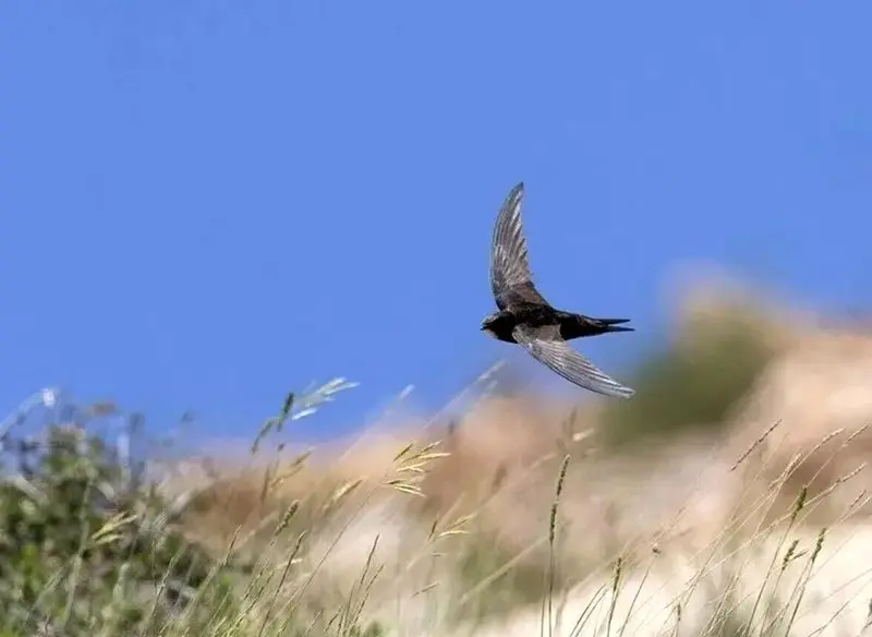 پرندهای که ۱۰ ماه بدون توقف پرواز میکند!