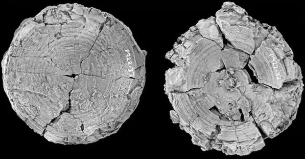 این کوسه در عصر دایناسورها سلطان اقیانوس بود!