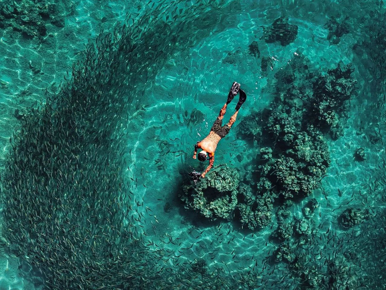 لحظه نفسگیر نجات نهنگ گوژپشت برنده جایزه شد