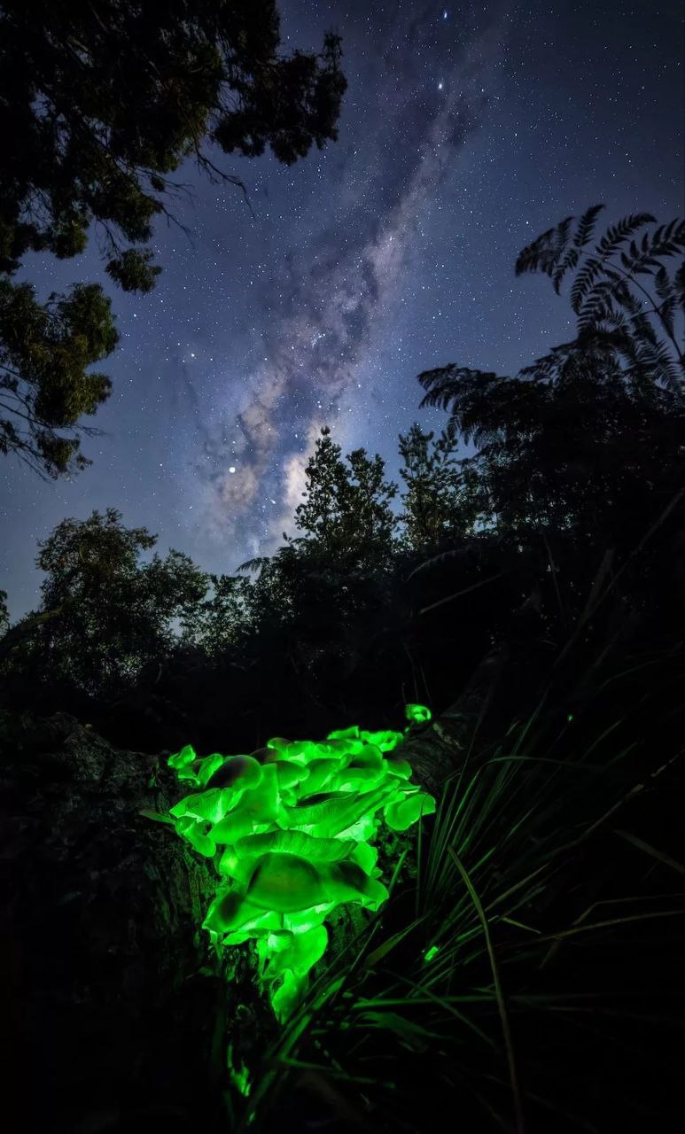 لحظه نفسگیر نجات نهنگ گوژپشت برنده جایزه شد