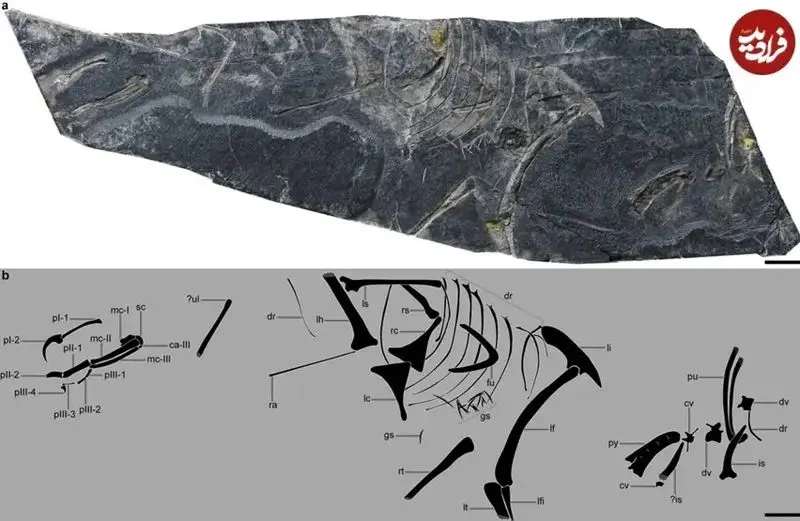 کشف قدیمیترین «پرندۀ فسیل شده» در چین