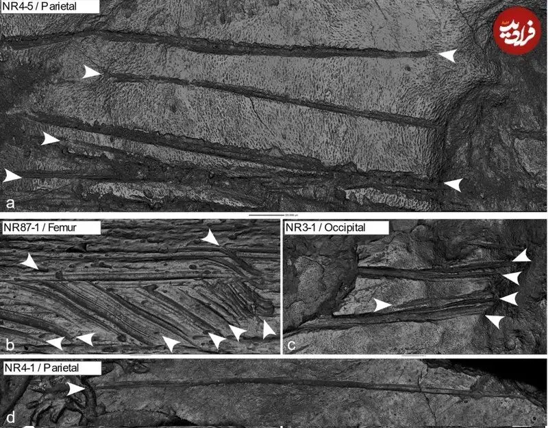 ۱۸ هزار سال پیش در این غار «مغز انسان» می خوردند!